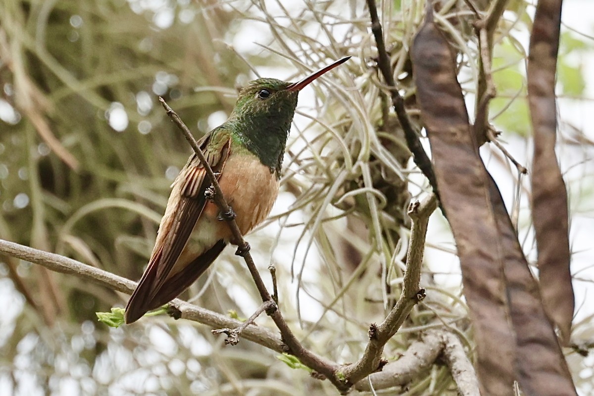 Chestnut-bellied Hummingbird - ML645914359