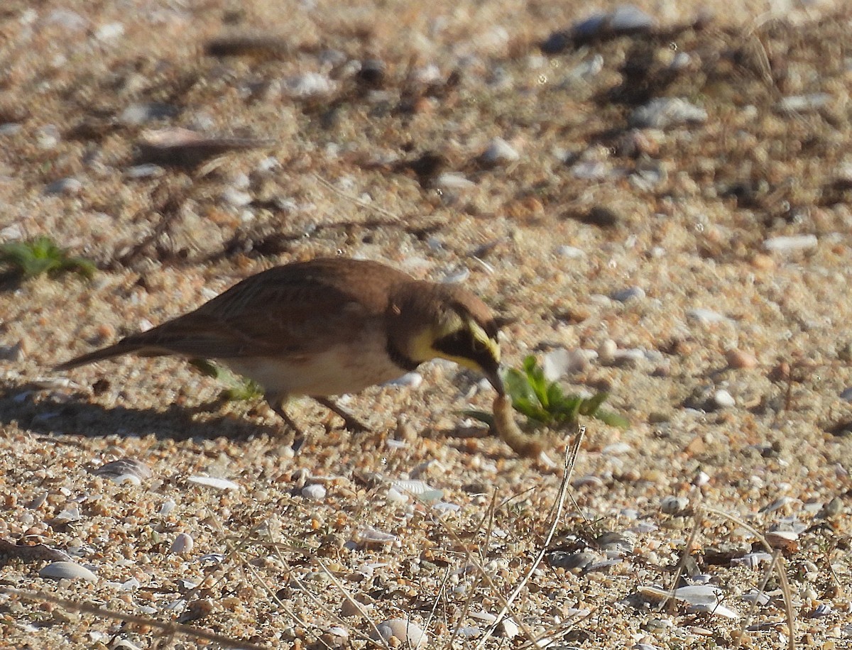 Жайворонок рогатий - ML645914360