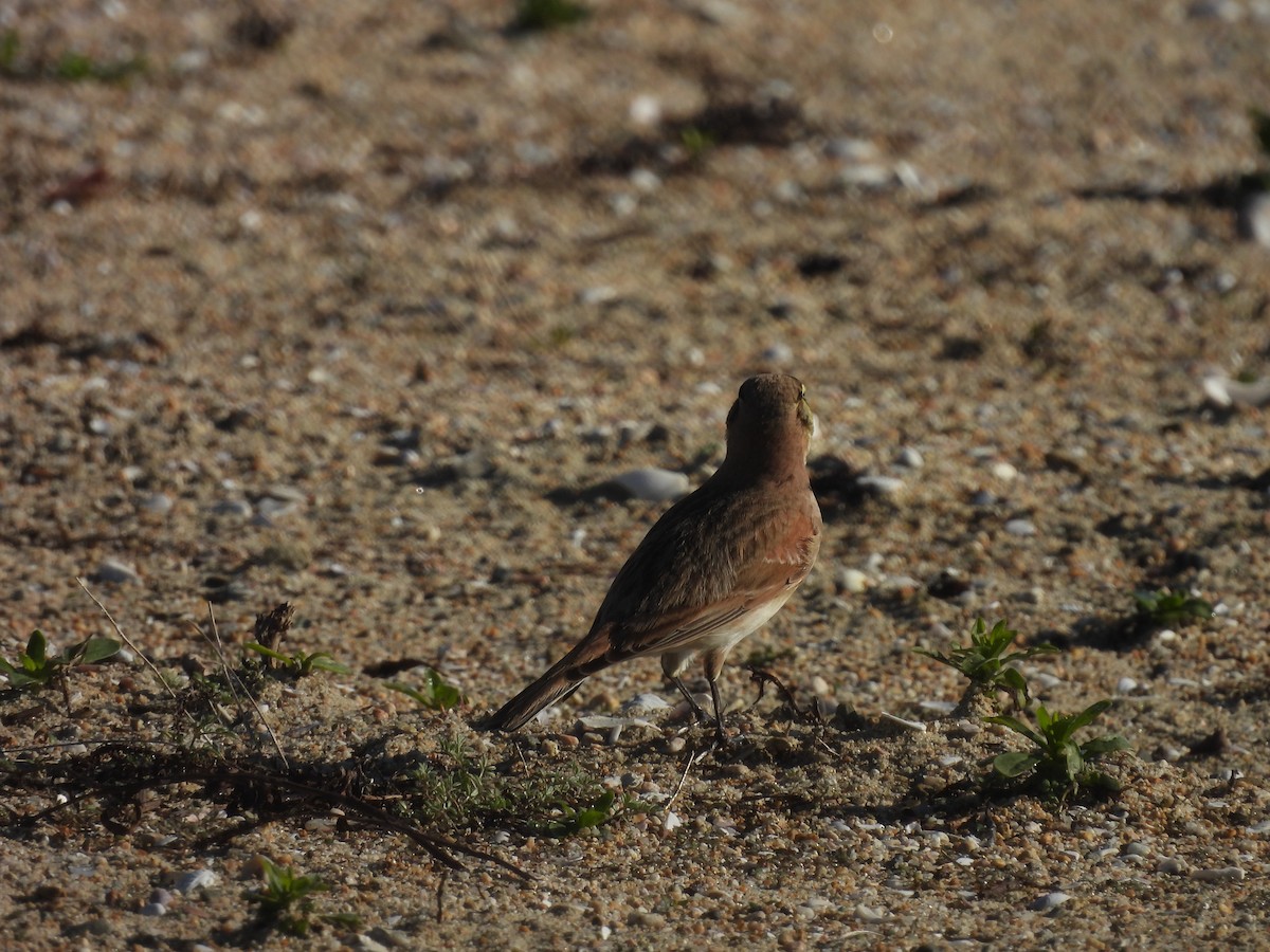 Жайворонок рогатий - ML645914361