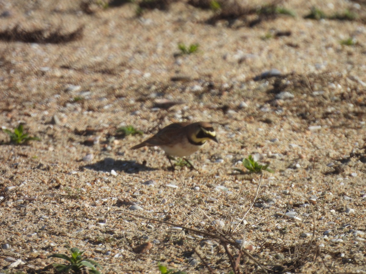 Жайворонок рогатий - ML645914362