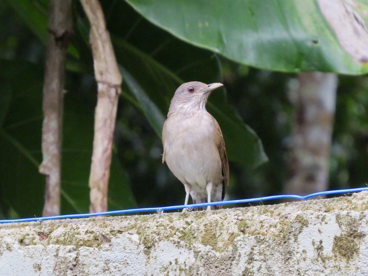 Pale-breasted Thrush - ML645914364