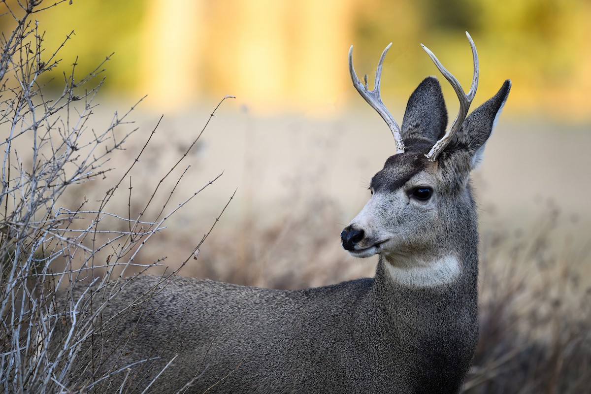 Mule Deer - ML645914366