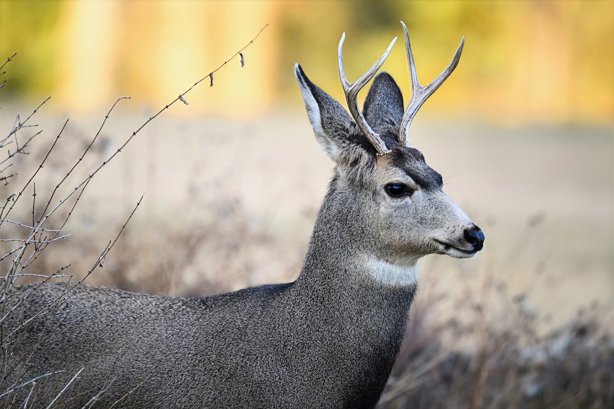 Mule Deer - ML645914367