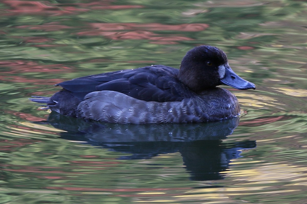 斑背潛鴨 - ML645914368