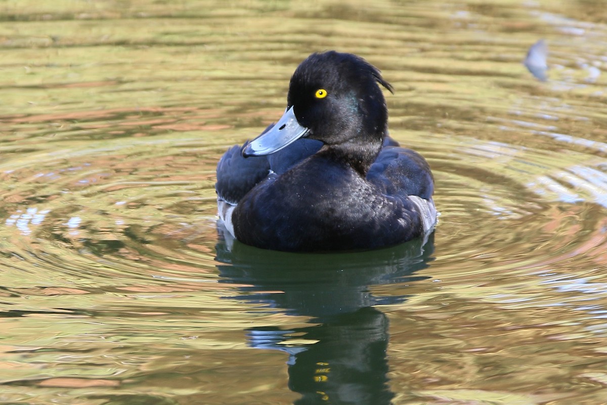 鳳頭潛鴨 - ML645914375