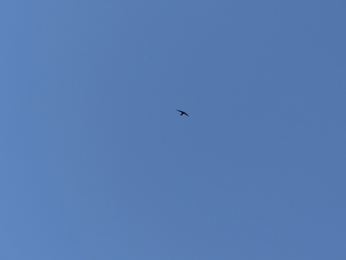 Common Swift - ML645914381