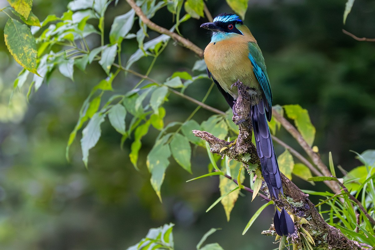 Lesson Motmotu - ML645914383