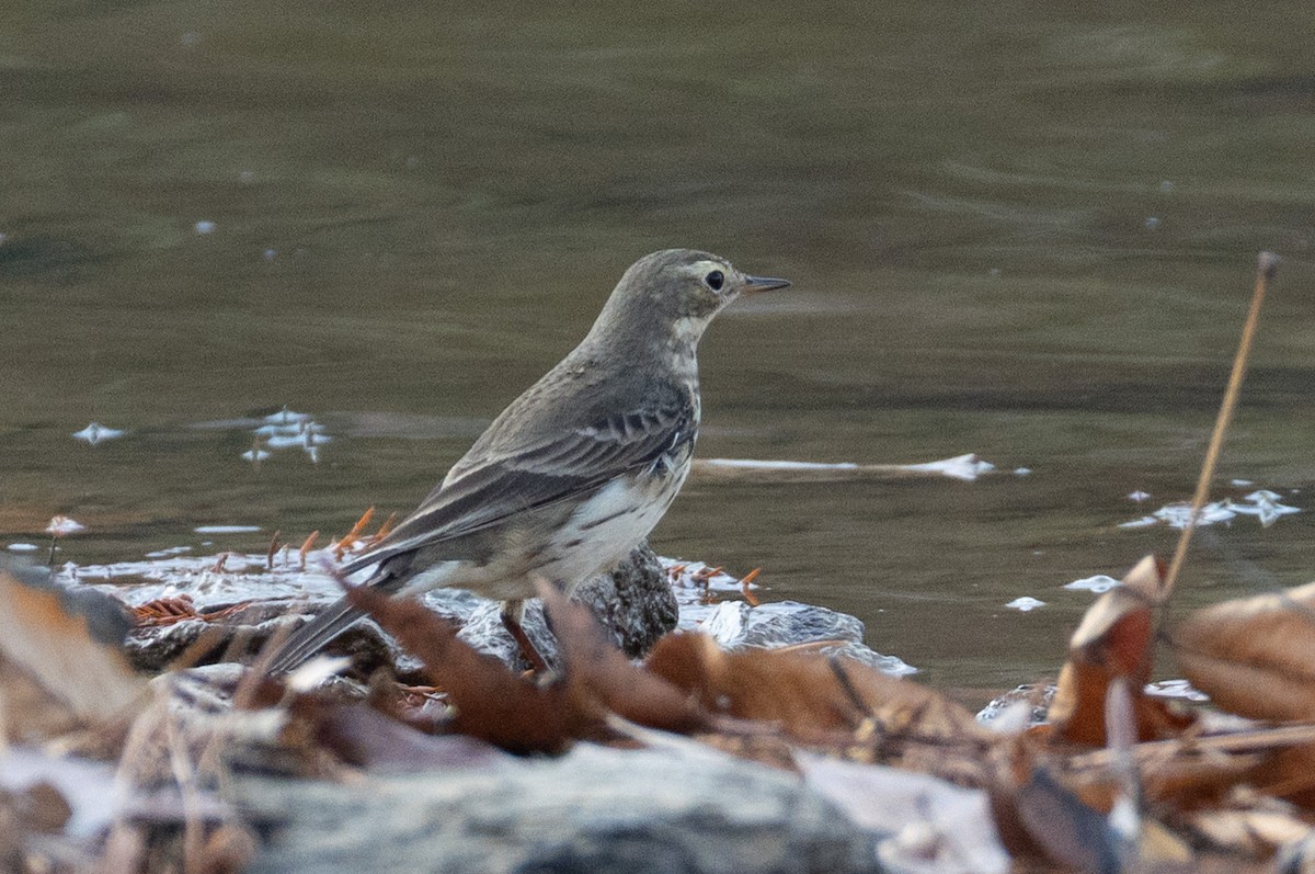 American Pipit - ML645914388