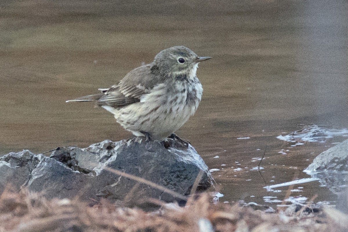 American Pipit - ML645914389