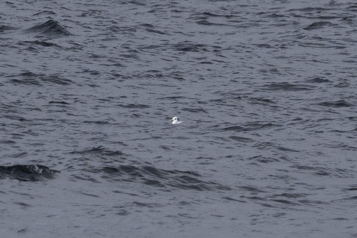 Black-legged Kittiwake - ML645914390