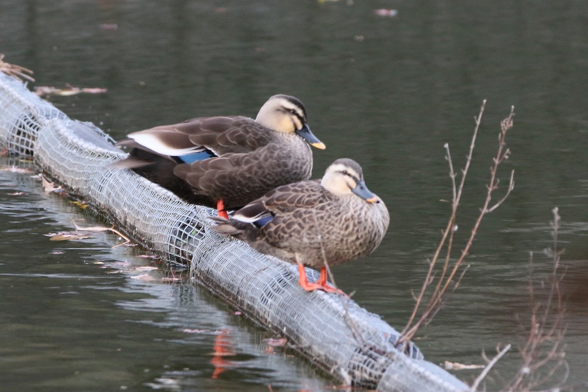 花嘴鴨 - ML645914394