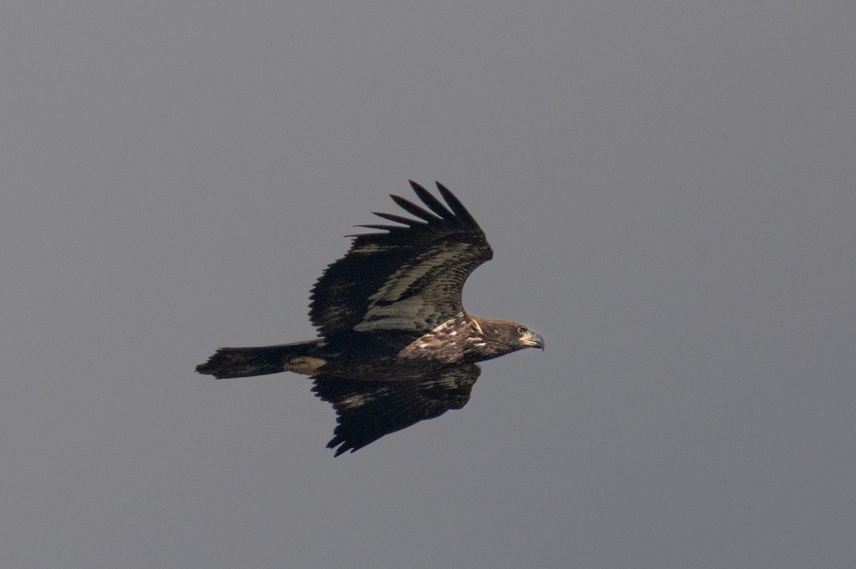 Bald Eagle - ML645914399
