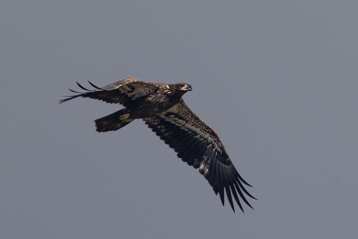 Bald Eagle - ML645914400