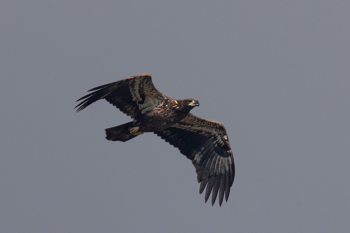 Bald Eagle - ML645914401