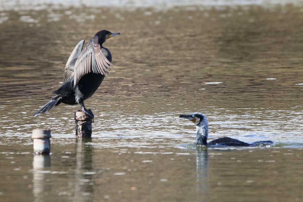 鸕鷀 - ML645914406