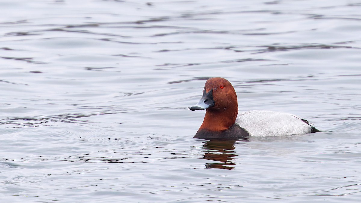 Moriglione - ML645914408