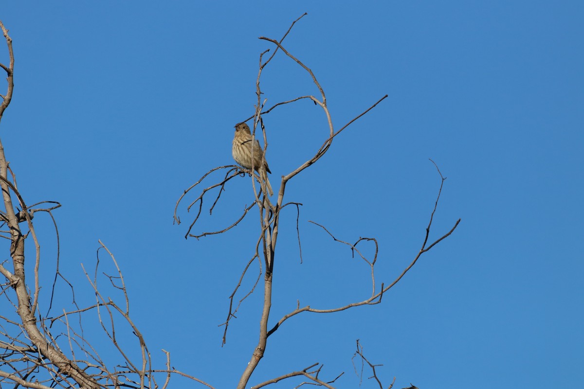 hýl rudoprsý - ML645914417