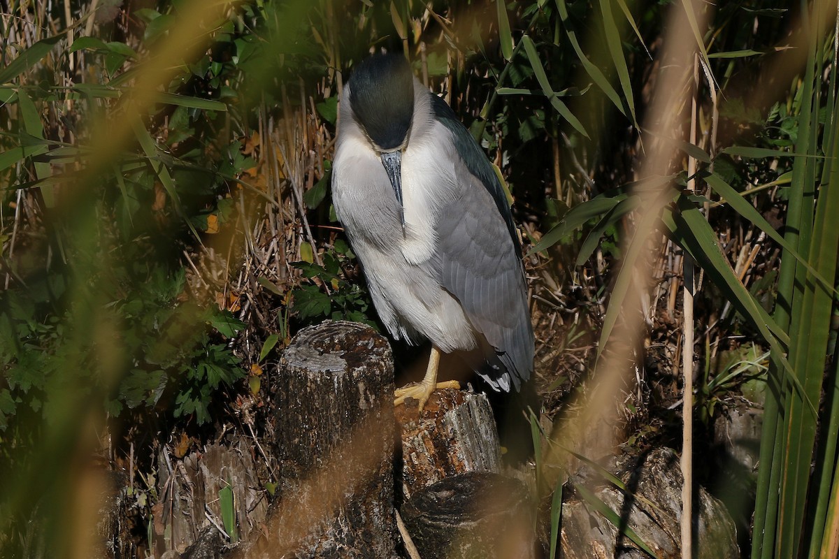 夜鷺 - ML645914418