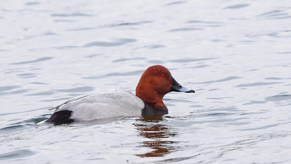 Moriglione - ML645914419