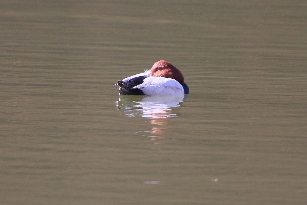 紅頭潛鴨 - ML645914423