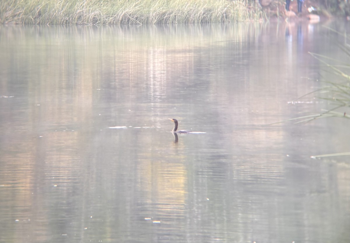 Double-crested Cormorant - ML645914424