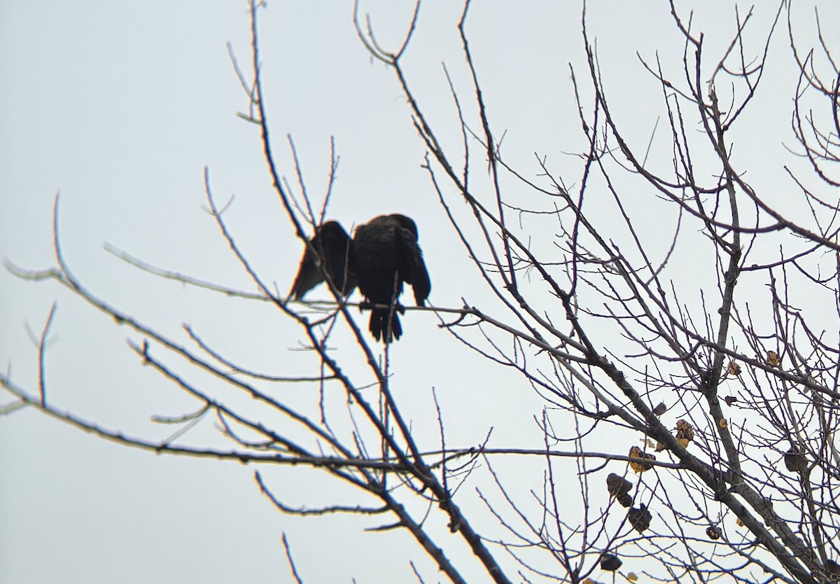 Double-crested Cormorant - ML645914425