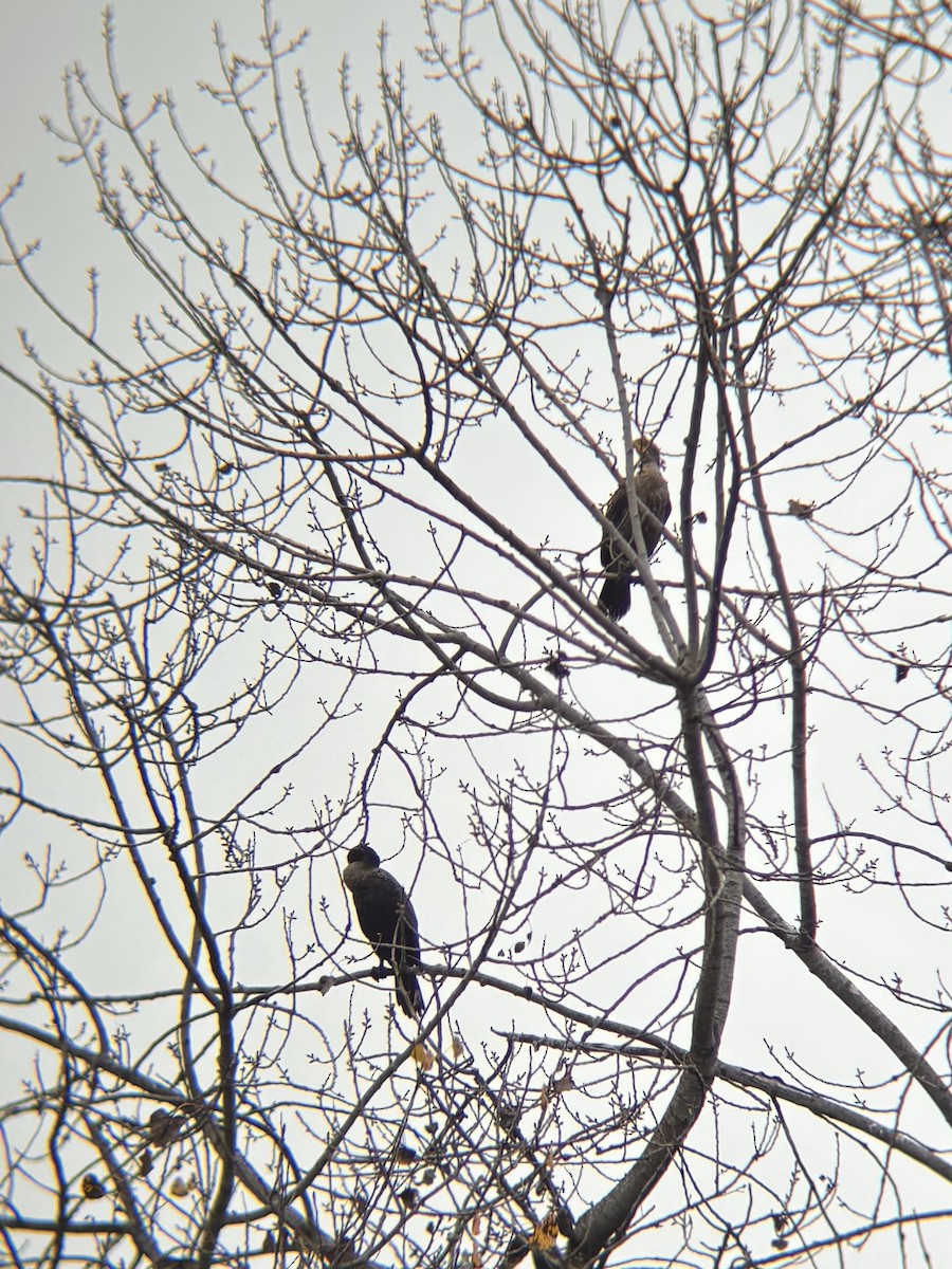 Double-crested Cormorant - ML645914426