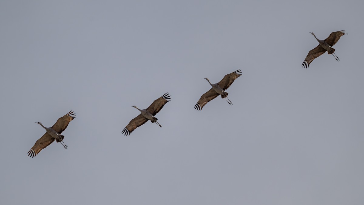 Sandhill Crane - ML645914427