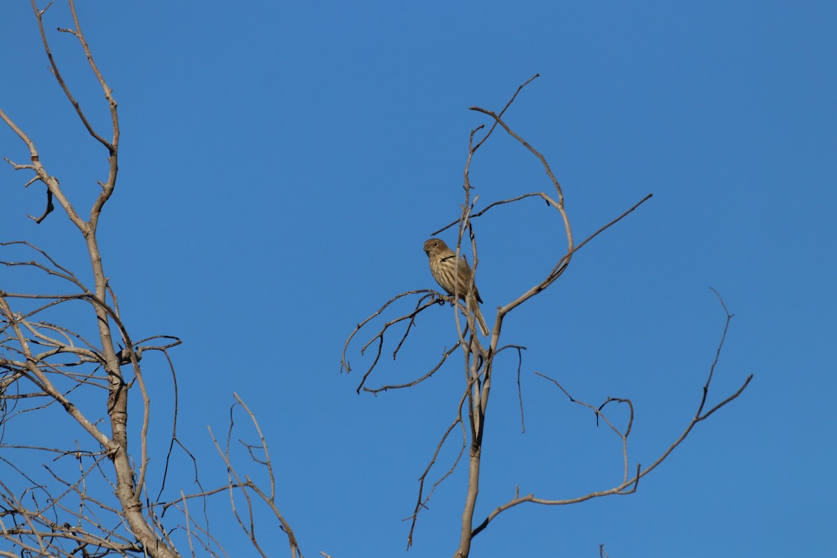 hýl rudoprsý - ML645914428