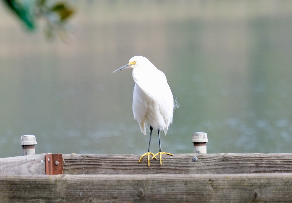 Snowy Egret - ML645914429
