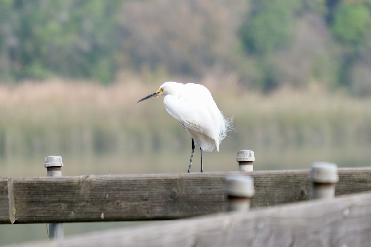 Snowy Egret - ML645914430