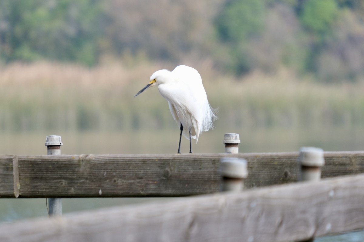 Snowy Egret - ML645914431