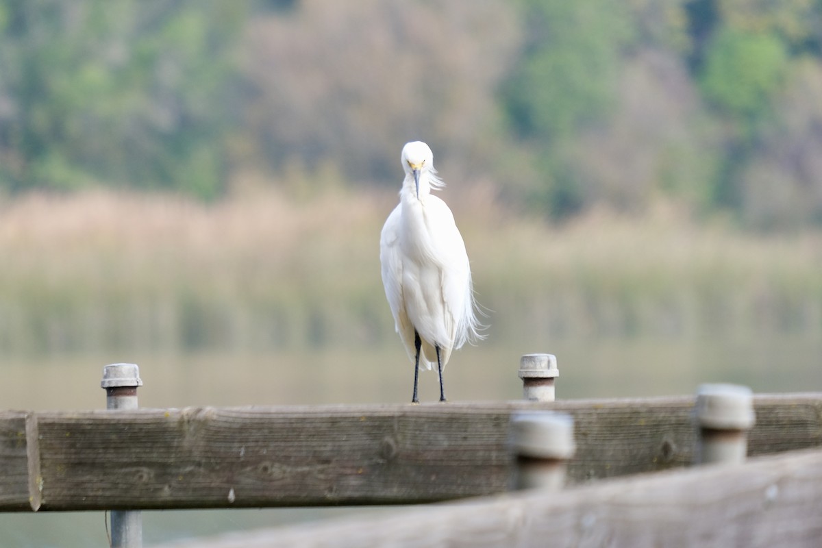 Snowy Egret - ML645914432