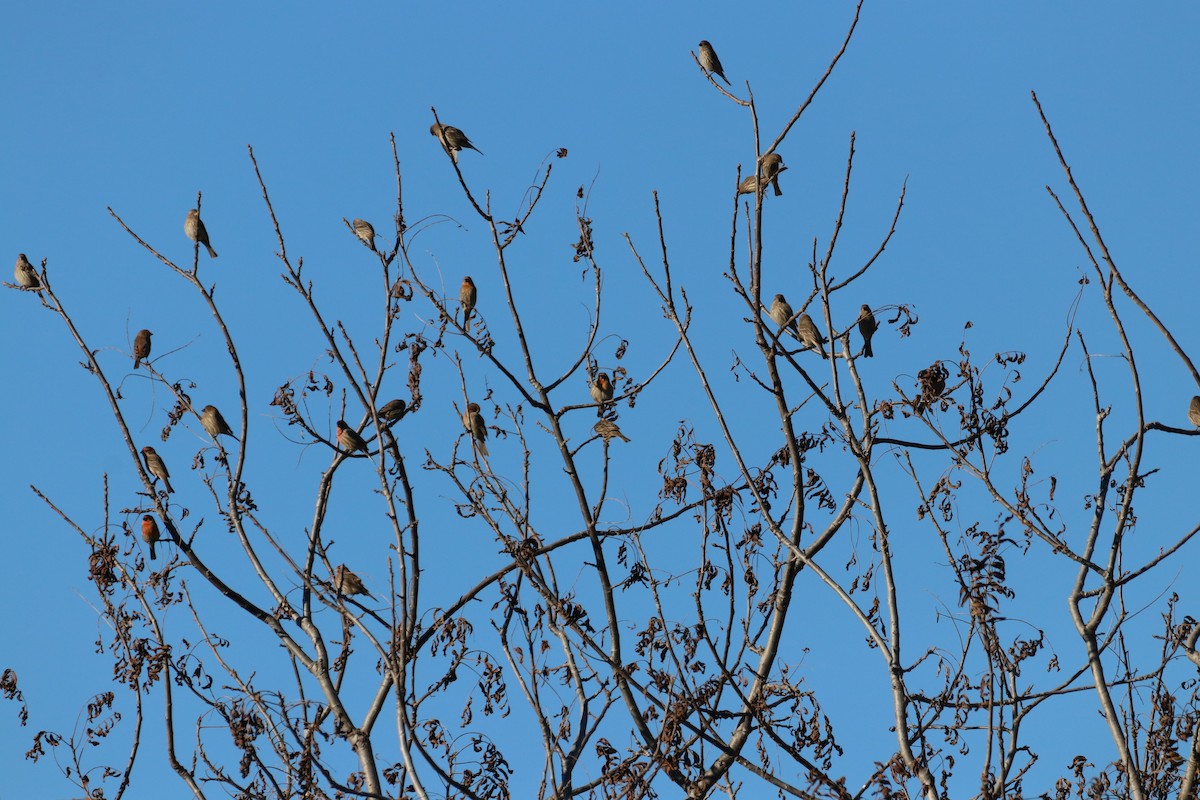 hýl rudoprsý - ML645914443