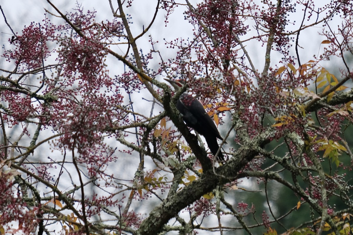 Pileated Woodpecker - ML645914446