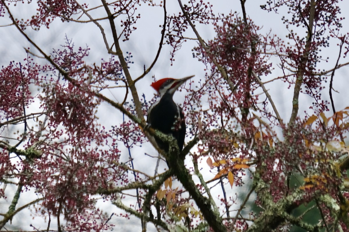 Pileated Woodpecker - ML645914447