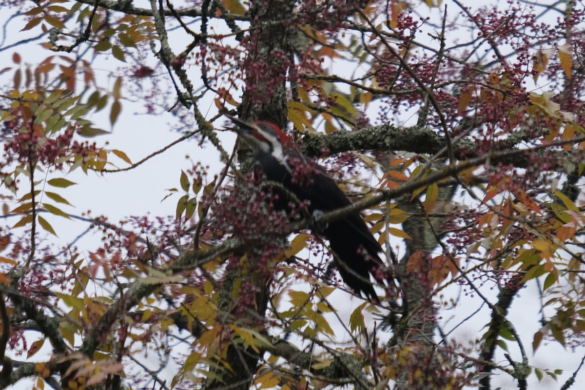 Pileated Woodpecker - ML645914448