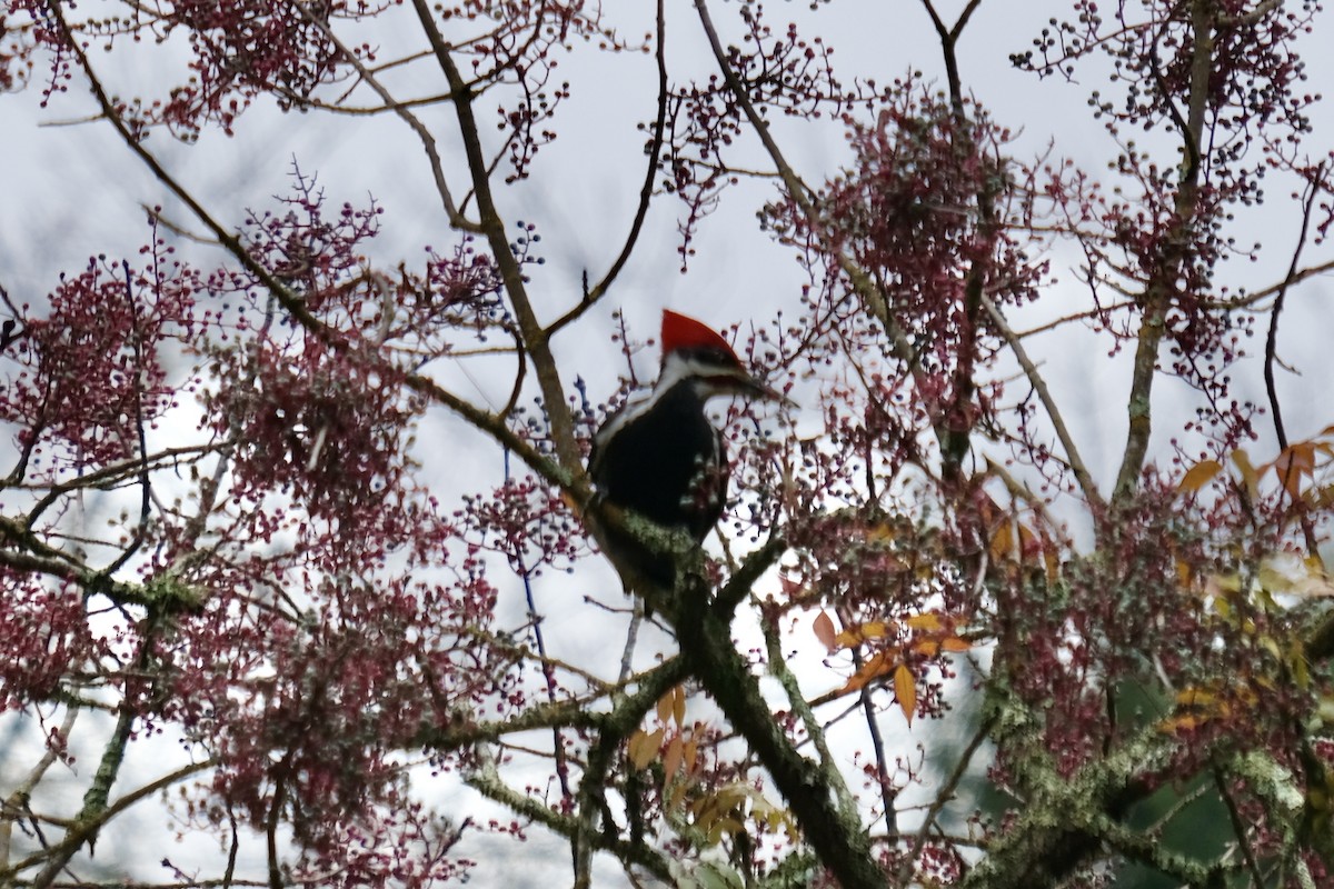 Pileated Woodpecker - ML645914449