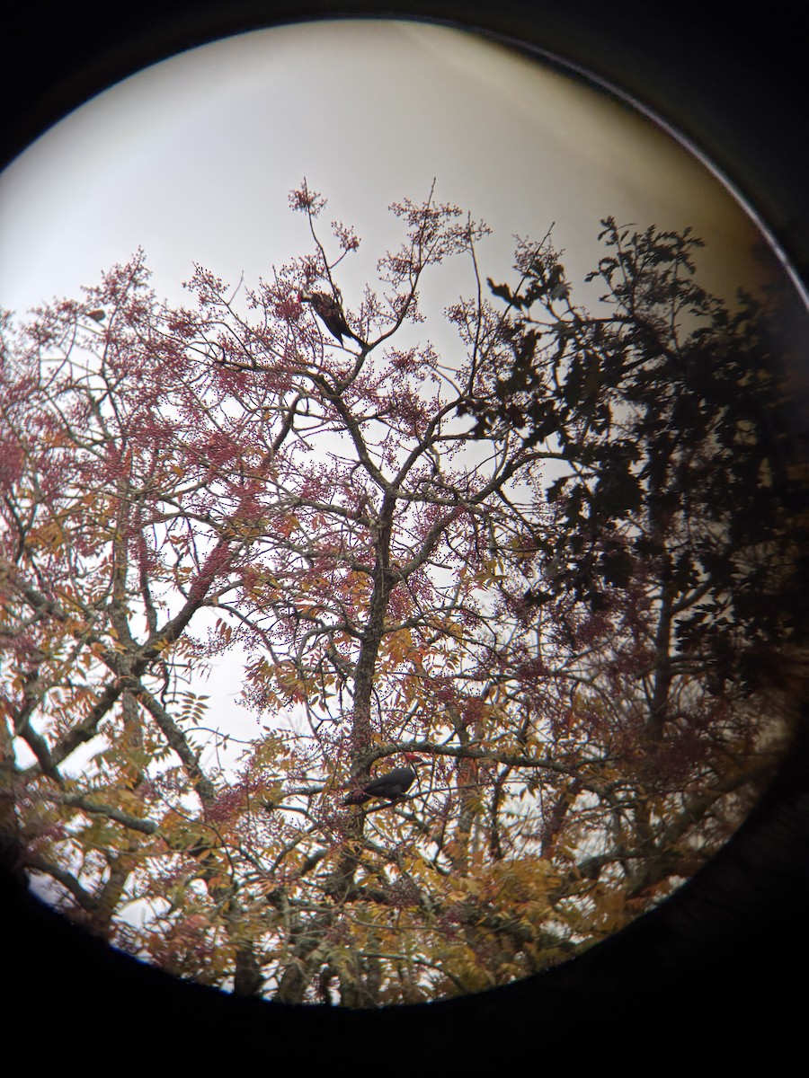 Pileated Woodpecker - ML645914450