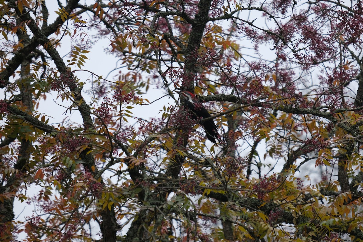 Pileated Woodpecker - ML645914451