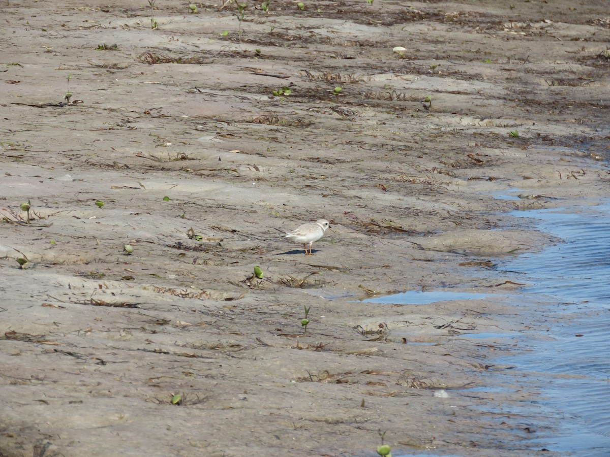 Piping Plover - ML645914468