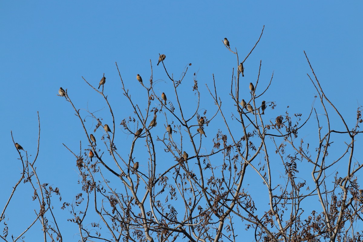 hýl rudoprsý - ML645914469