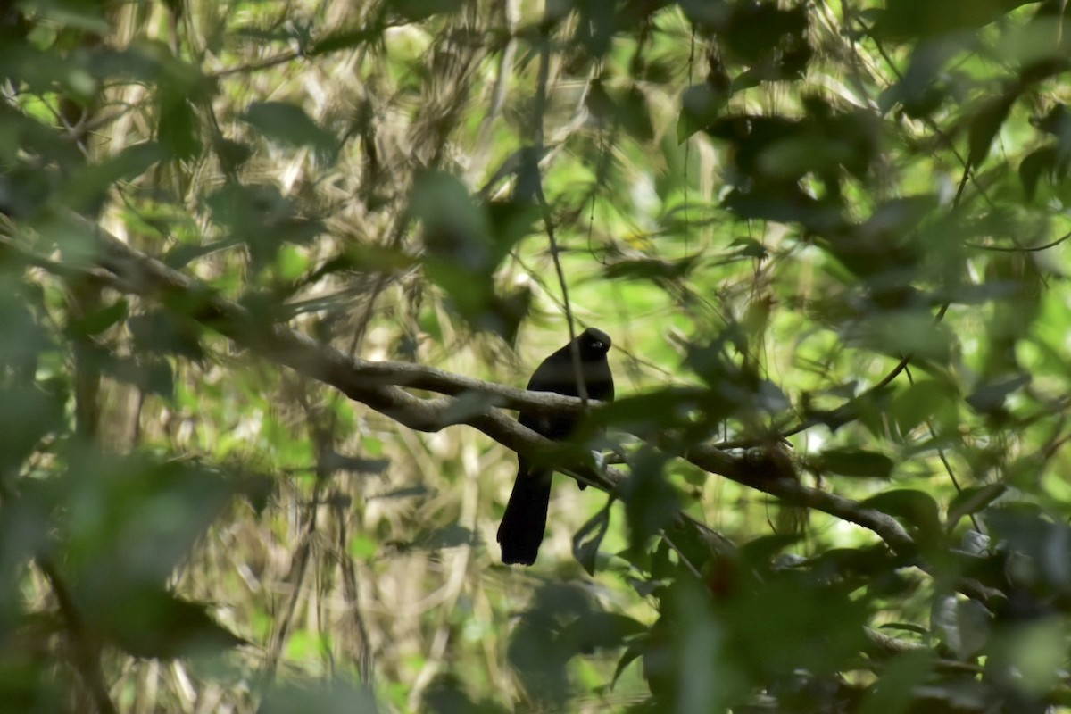 Black Catbird - ML645914479