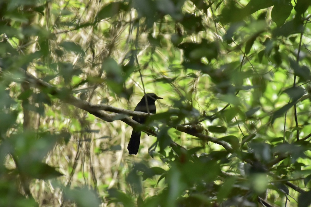 Black Catbird - ML645914480