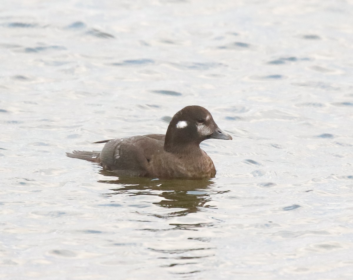 Harlequin Duck - ML645914497