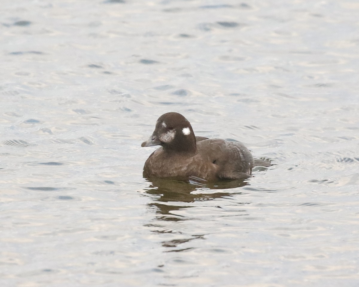 Harlequin Duck - ML645914499