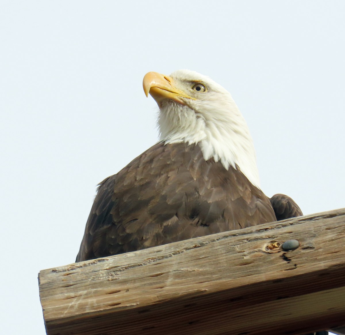 Bald Eagle - ML645914512