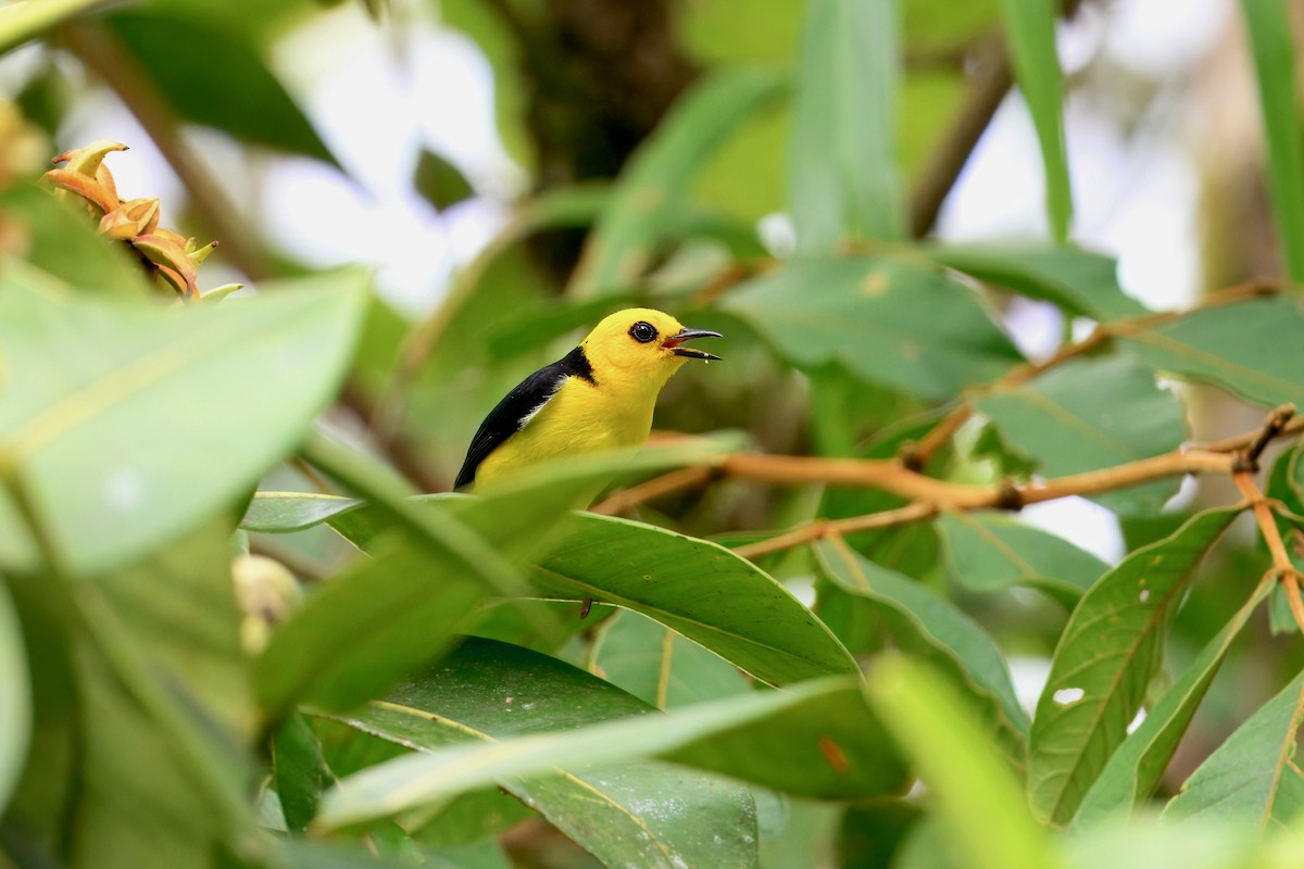 Black-and-yellow Tanager - ML645914513
