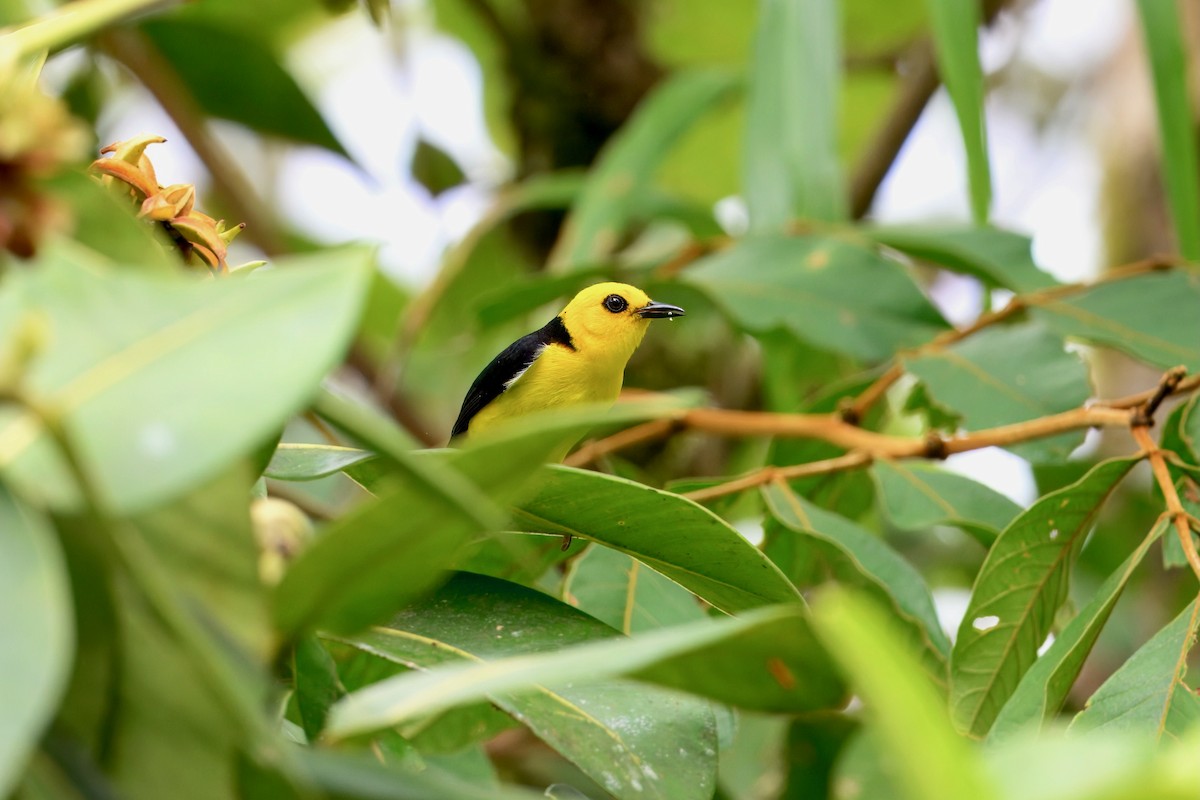 Black-and-yellow Tanager - ML645914514