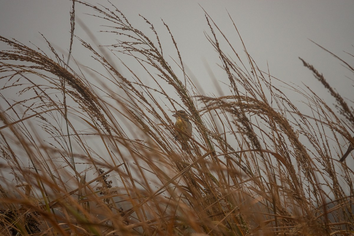 Dickcissel - ML645914533